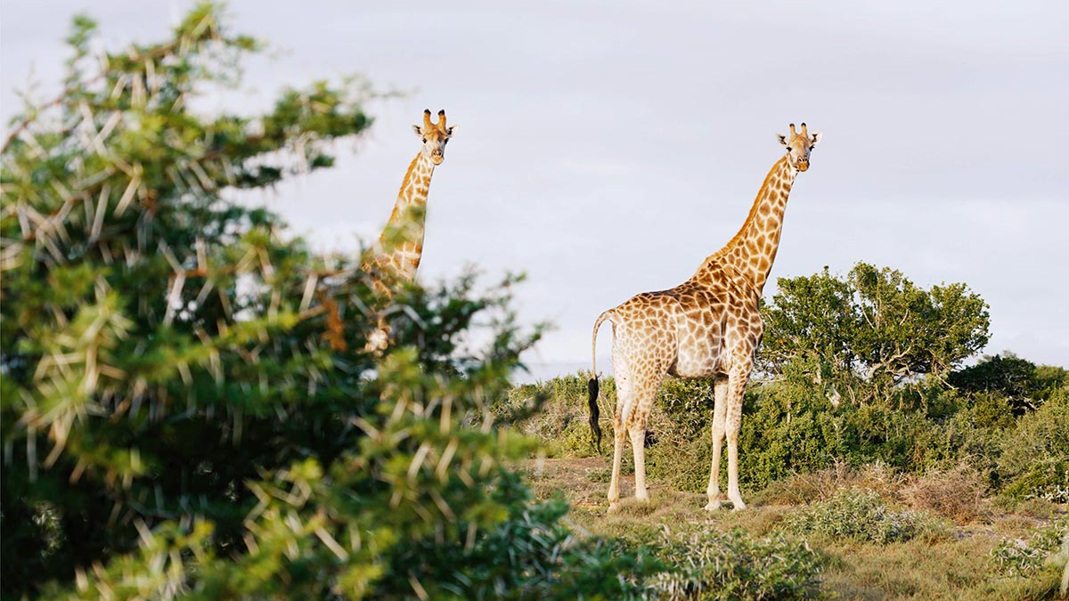 Glen Boyde Reserve weddings
